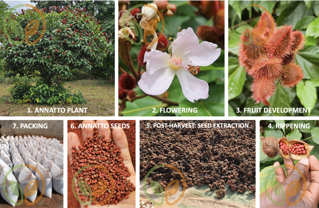 Annatto seeds drying process