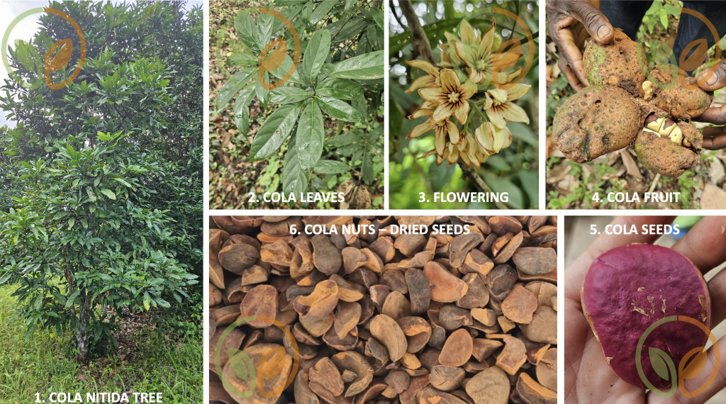 Kola nuts (Cola nitida) harvest and processing stages from Côte d'Ivoire