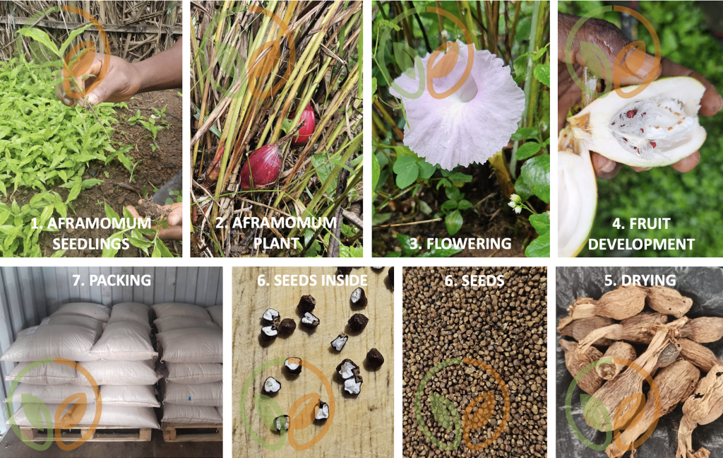 Grains of paradise (Aframomum melegueta) growth stages in Côte d'Ivoire: flowering, fruit development, harvesting, and dried seeds