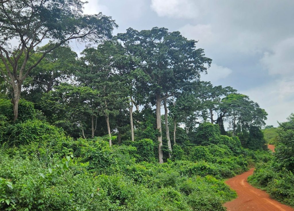 Native forest in Côte d'Ivoire