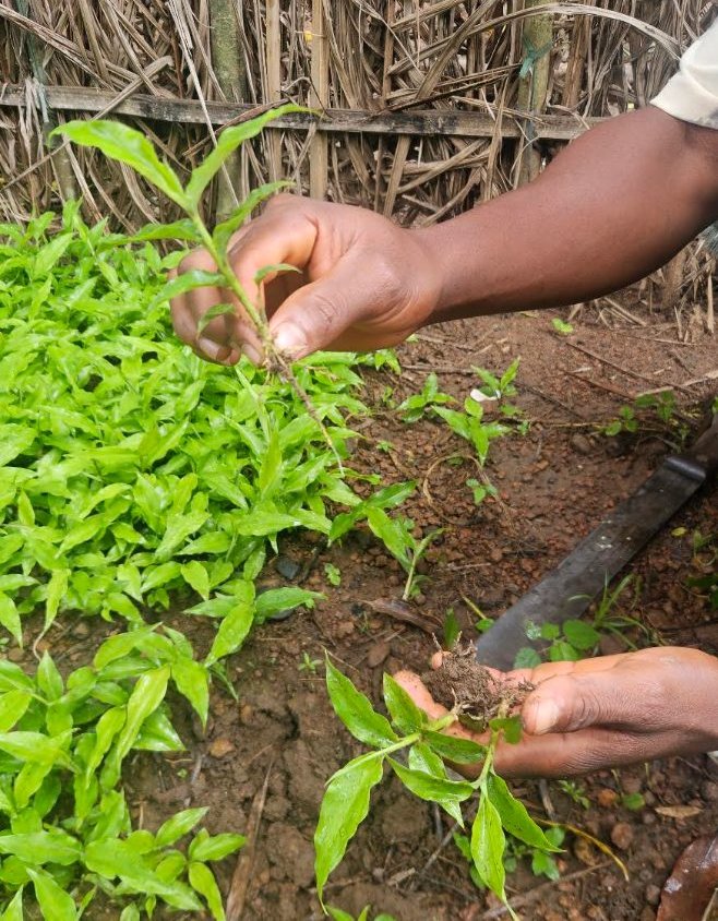 Native seedlings from a nursery financed by Ivoire Essentials in Côte d'Ivoire
